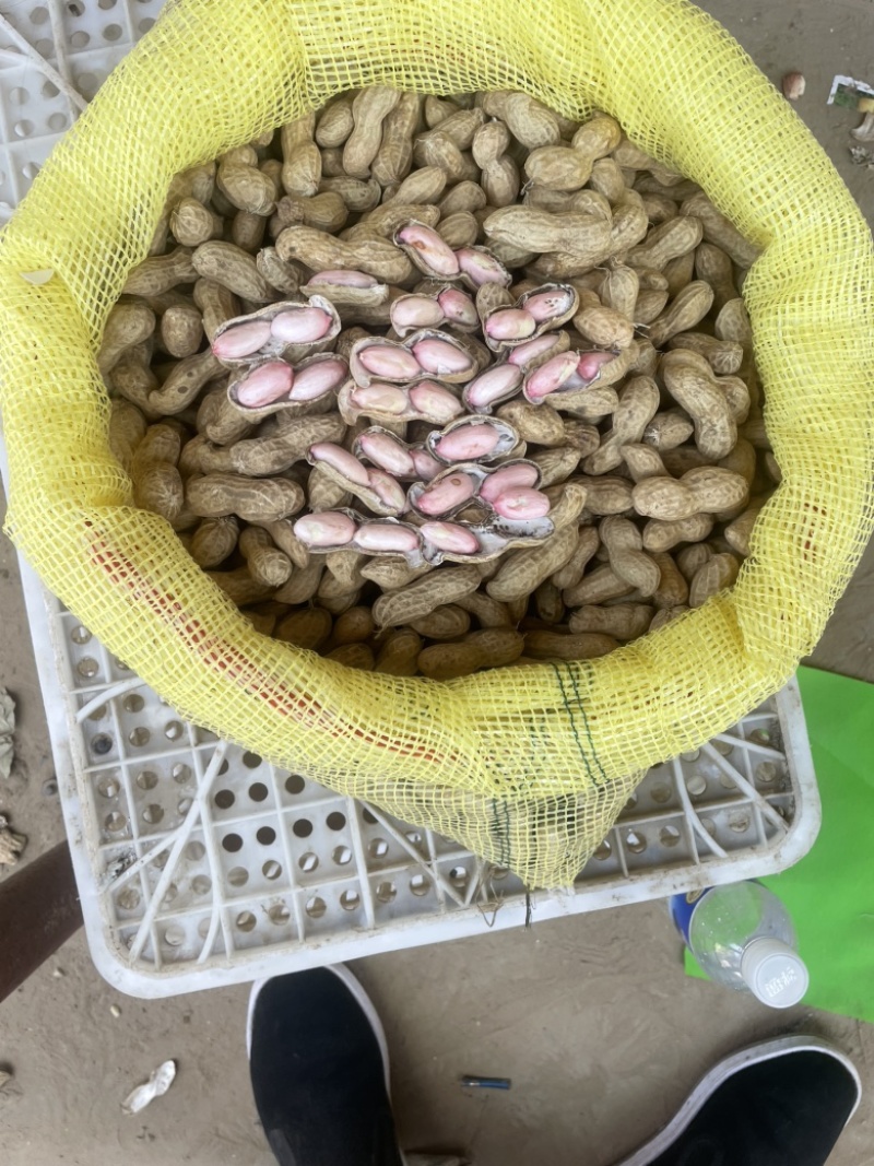 开封沙地鲜花生
