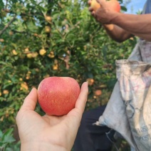 精品嘎啦大量上市，
