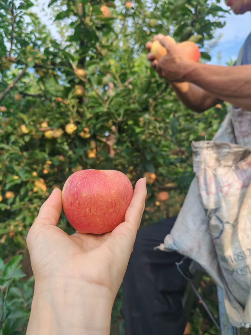 精品嘎啦大量上市，