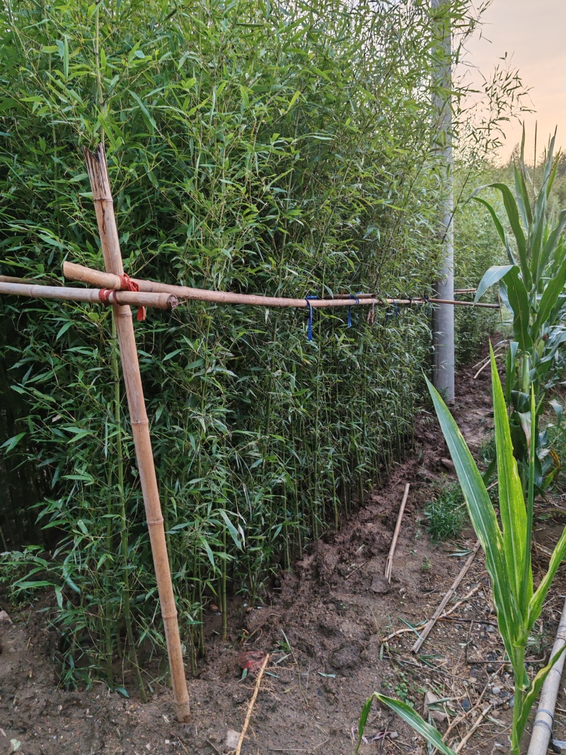 河南南阳竹子直发地，物养价廉，成活率高