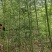 河南南阳竹子直发地，物养价廉，成活率高