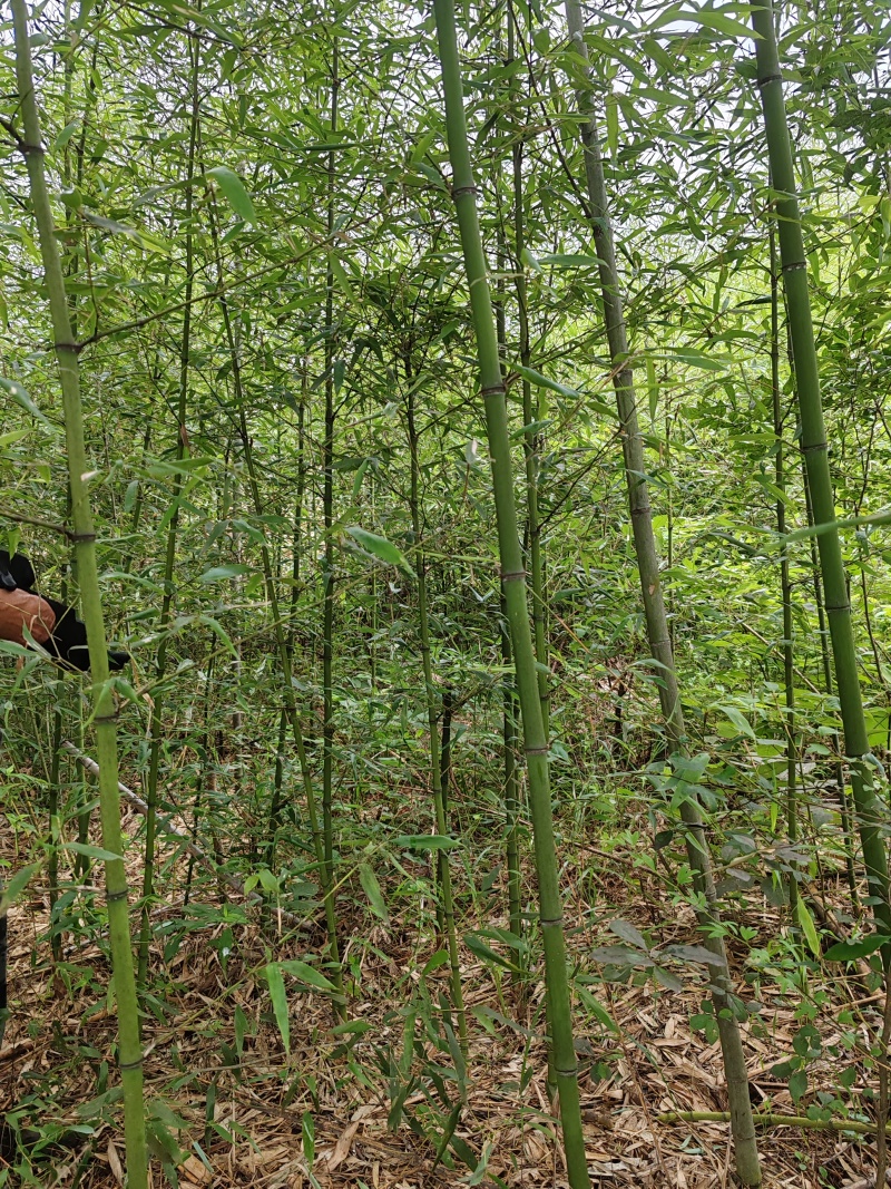 河南南阳竹子直发地，物养价廉，成活率高