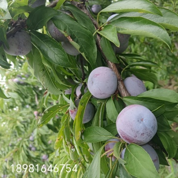 李子