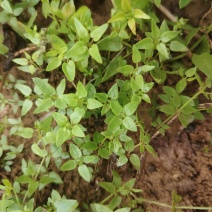 茜草种苗一年苗抗旱抗捞高产量高含量提供技术