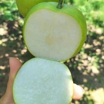 黄冠梨