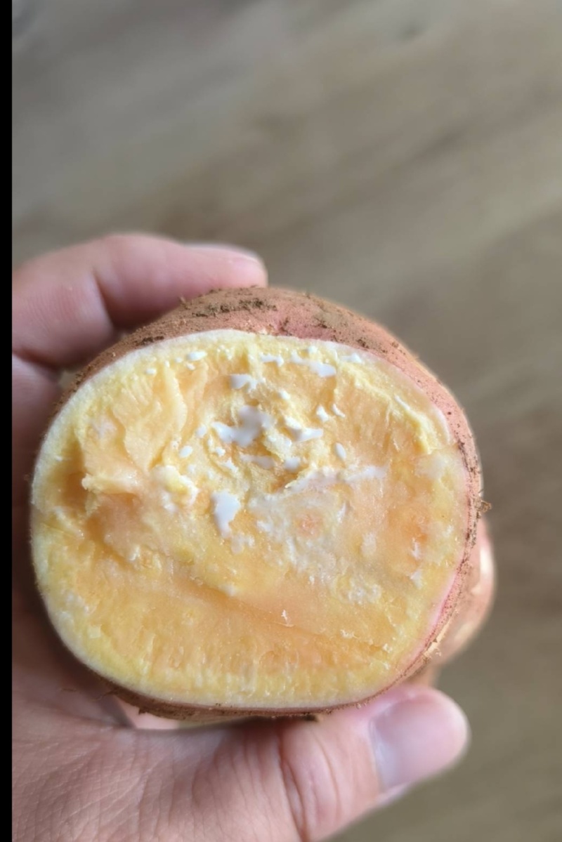 龙九红薯