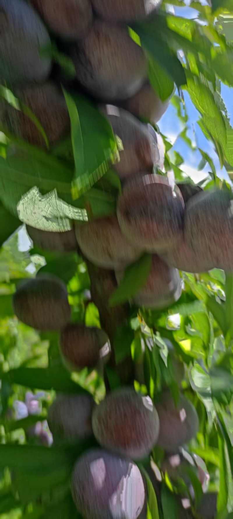 60万斤脆红李大量成熟，做脆红李的老板赶紧了