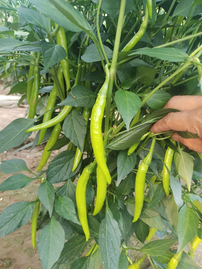 山东青州精品杭椒，青杭红杭大量有货质优价廉