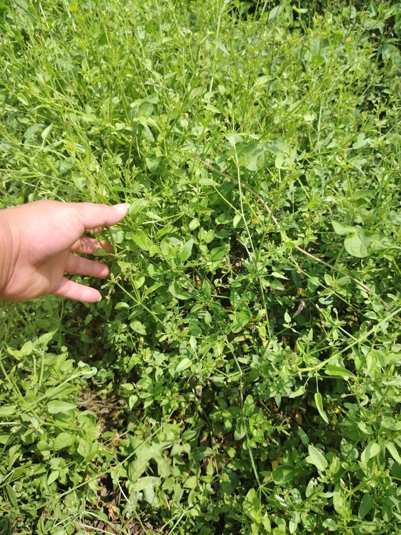 茜草种苗一年苗抗旱抗捞高产量高含量提供技术