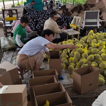 精品圆茄，精品货，一级二级都有，支持电商一件代发