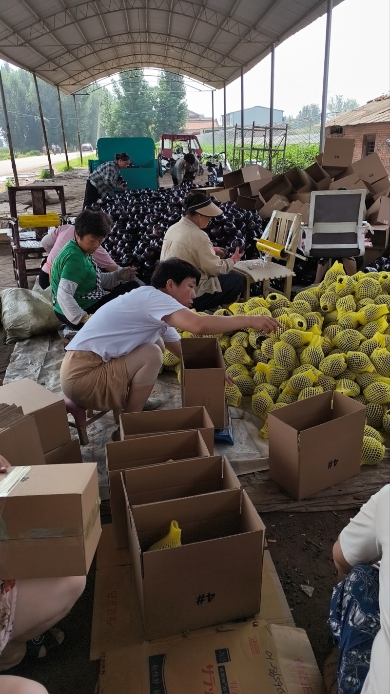 精品圆茄，精品货，一级二级都有，支持电商一件代发