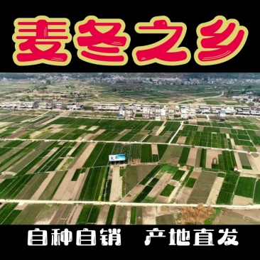 四川麦冬，源头产地，自助下单，包邮到家，大货请私信！