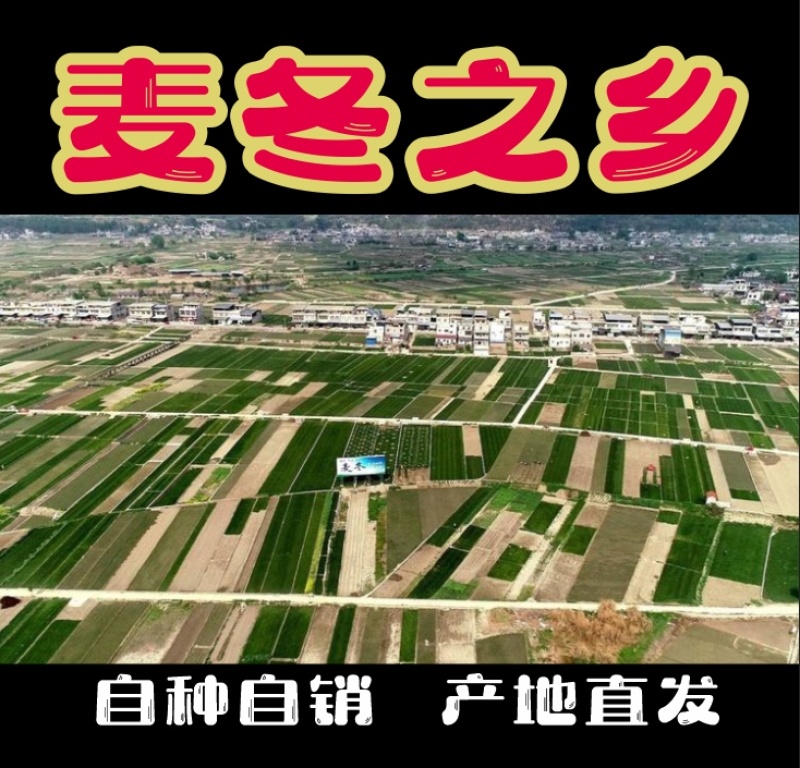 四川麦冬，源头产地，自助下单，包邮到家，大货请私信！