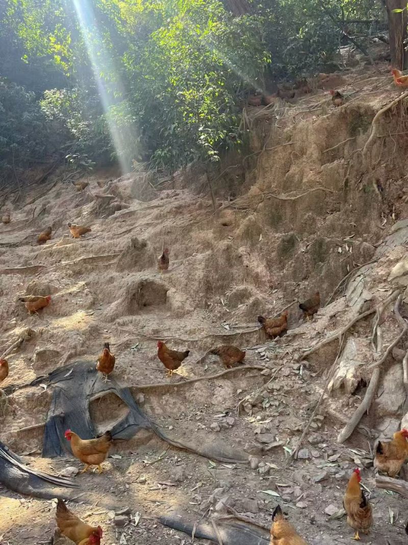 大山里面的走山土鸡，常年有货，大量现货，走山土鸡品质有保