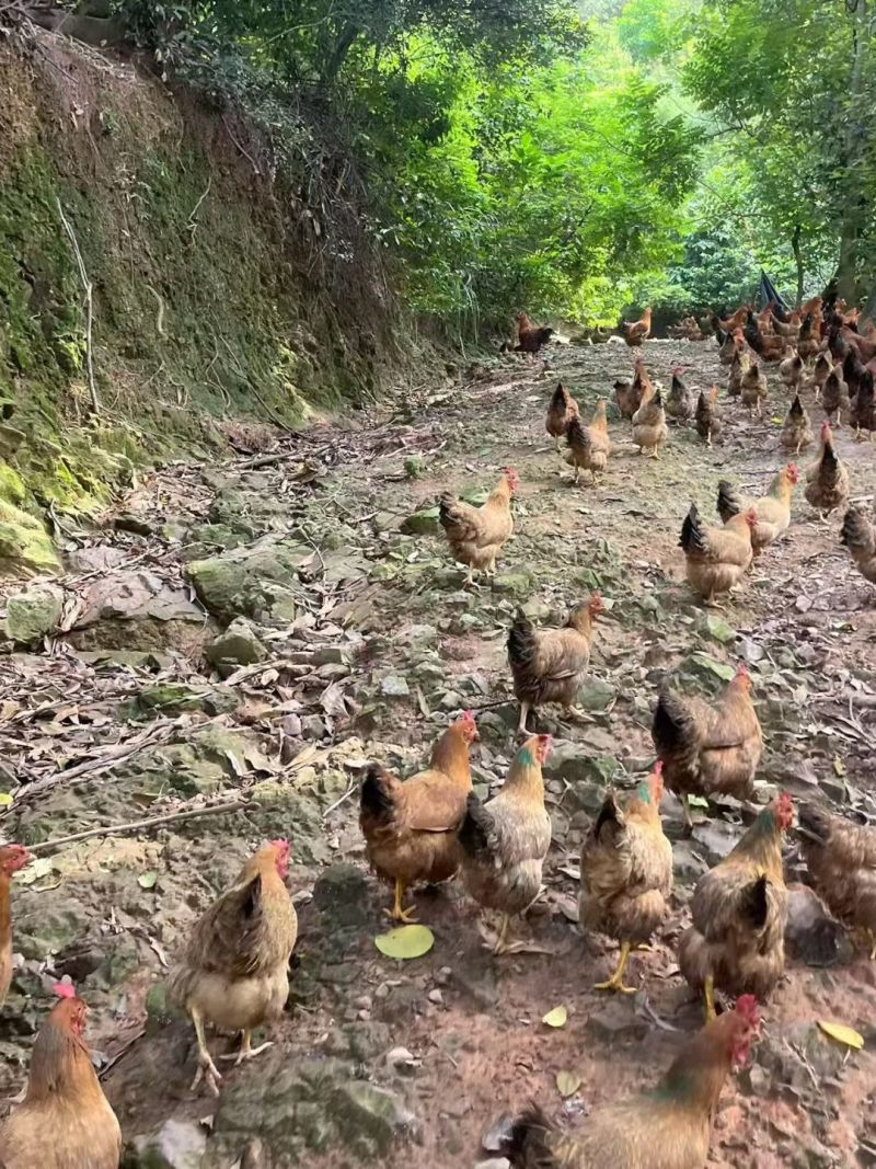 大山里面的走山土鸡，常年有货，大量现货，走山土鸡品质有保