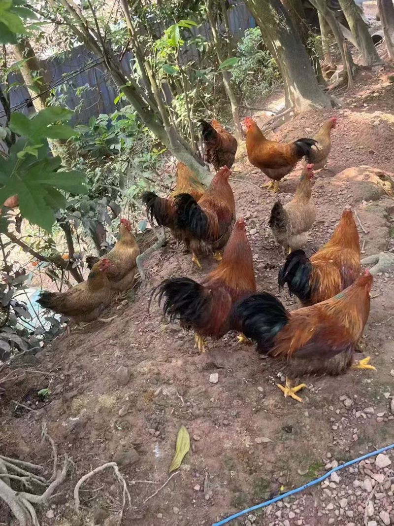 大山里面的走山土鸡，常年有货，大量现货，走山土鸡品质有保