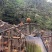 大山里面的走山土鸡，常年有货，大量现货，走山土鸡品质有保
