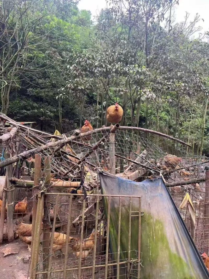大山里面的走山土鸡，常年有货，大量现货，走山土鸡品质有保
