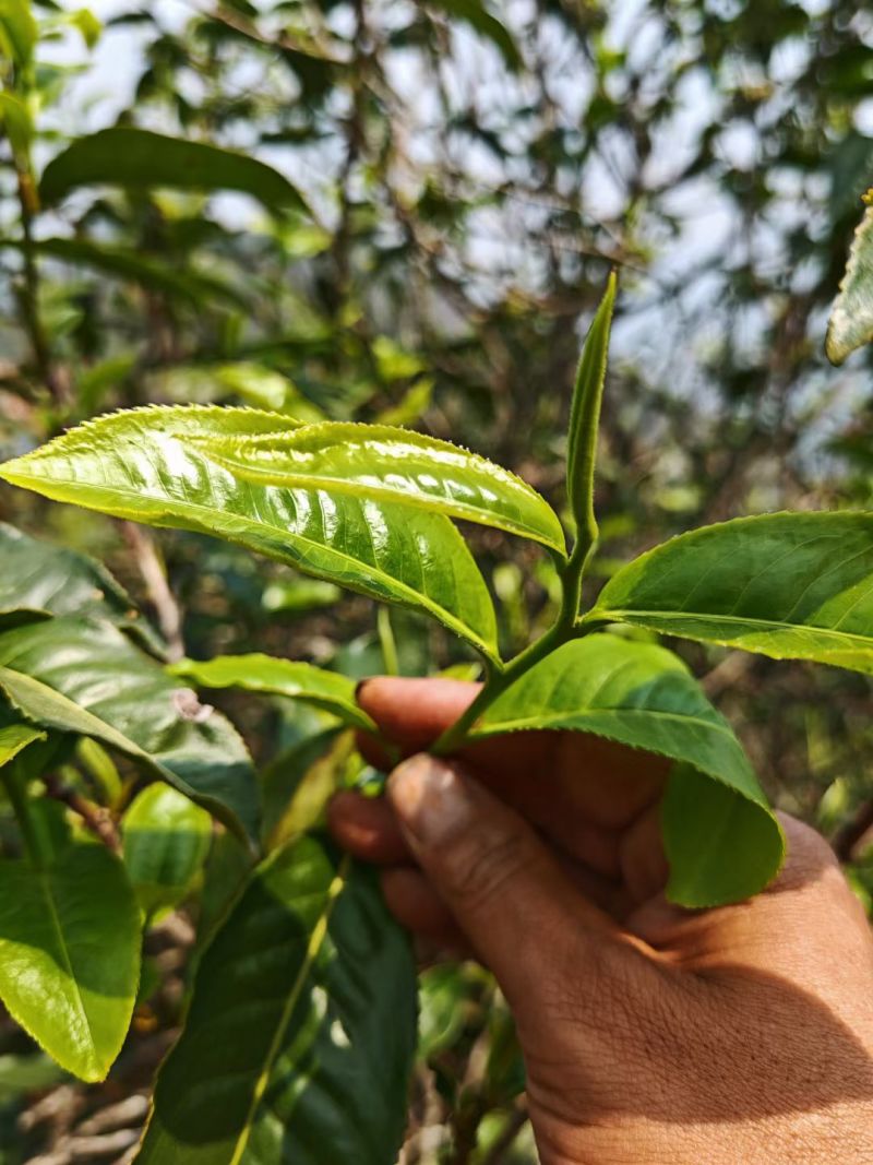 云南古树大叶茶