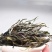 云南古树大叶茶