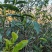 云南古树大叶茶