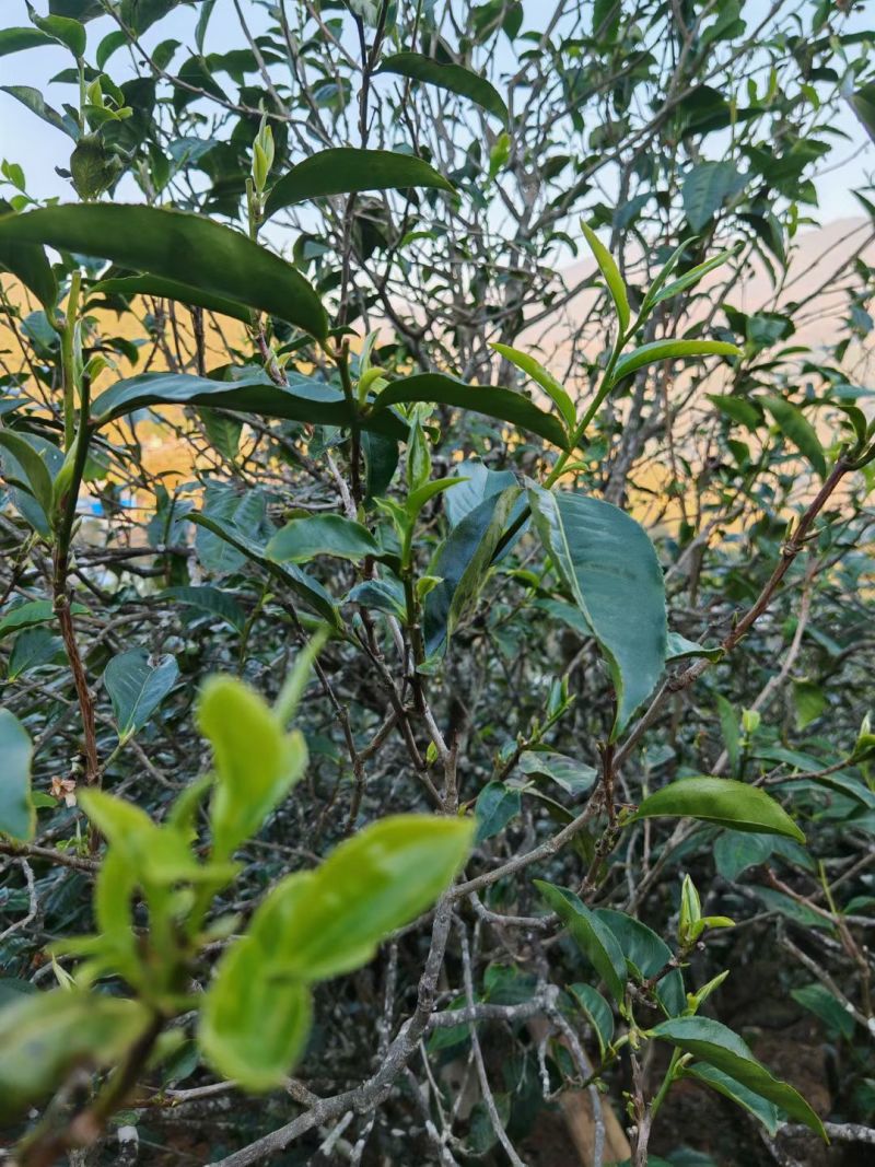 云南古树大叶茶