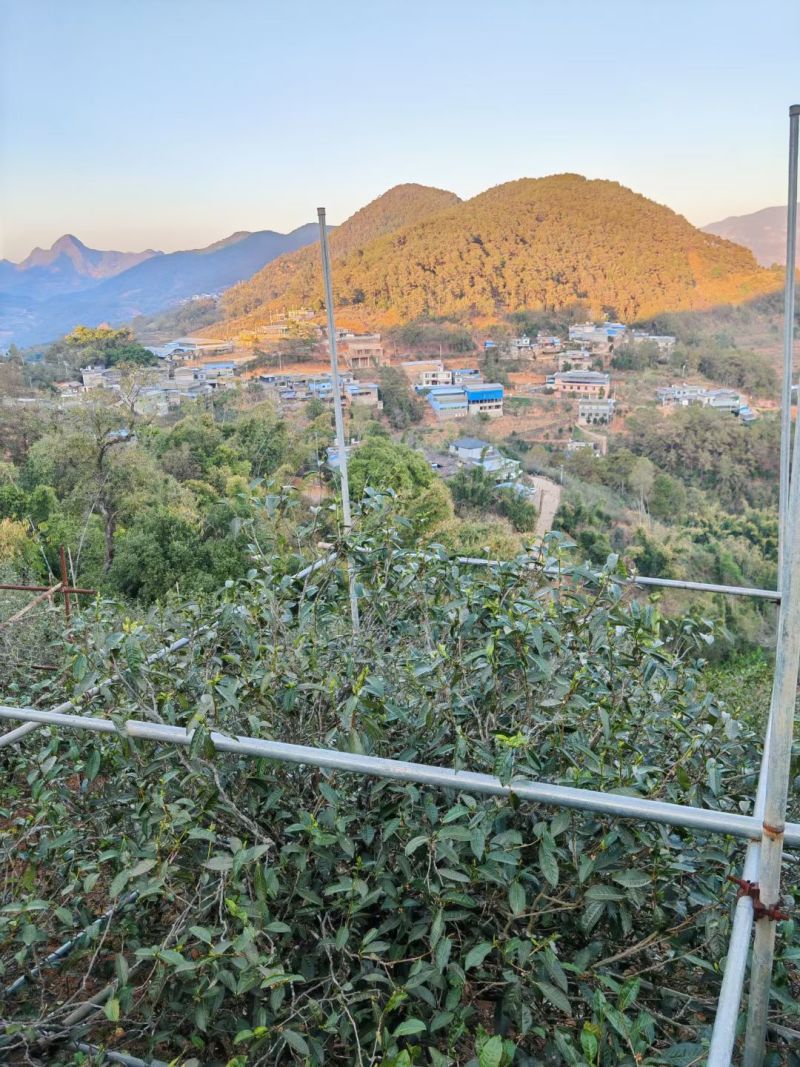 云南古树大叶茶
