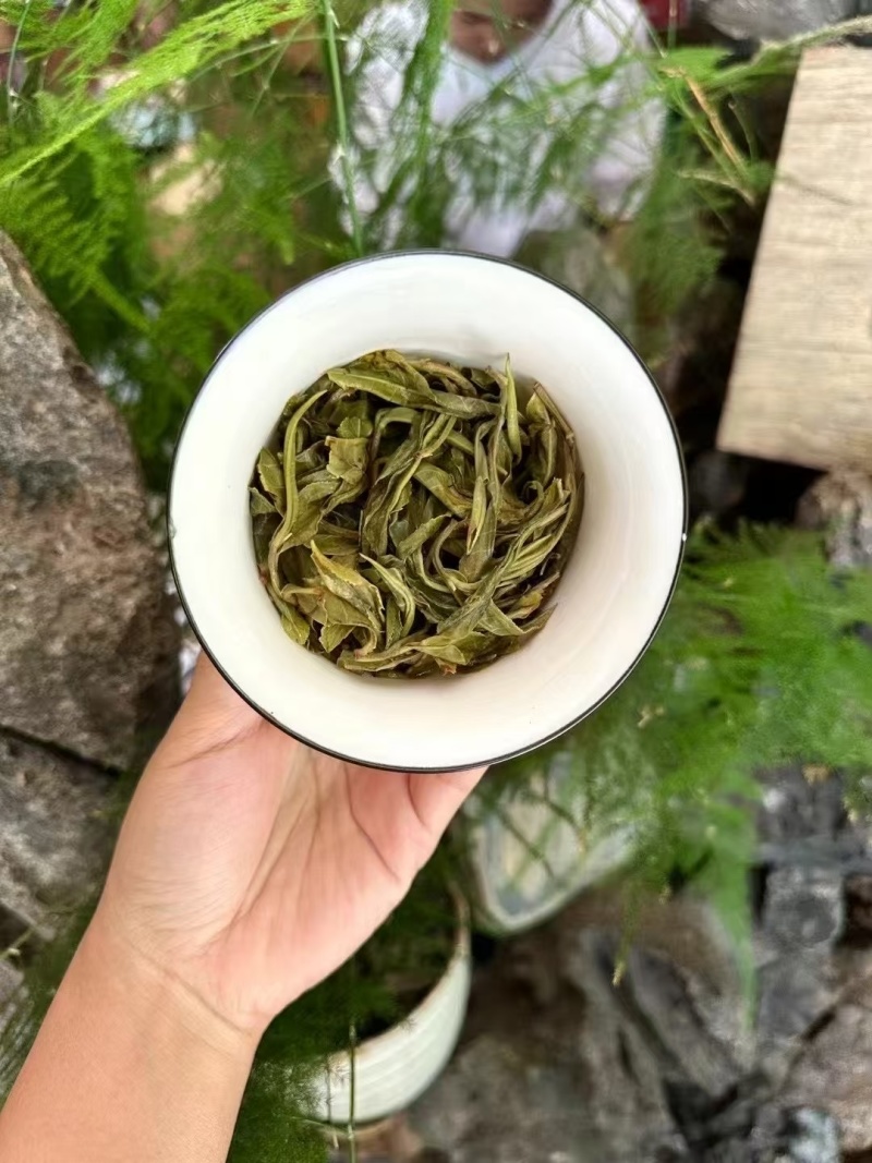 云南古树大叶茶