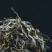 云南古树大叶茶