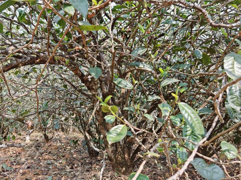 云南古树大叶茶