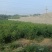 短枝酸枣苗基地短枝一号酸枣树苗