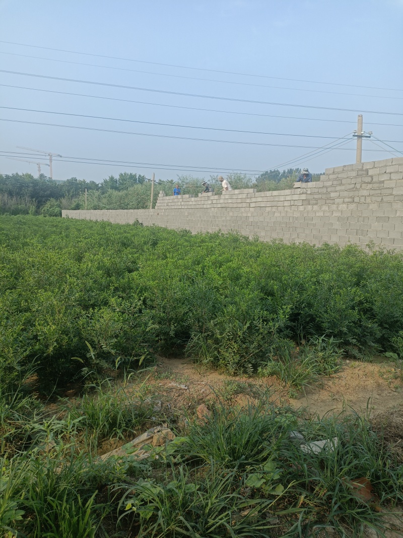 短枝酸枣苗基地短枝一号酸枣树苗