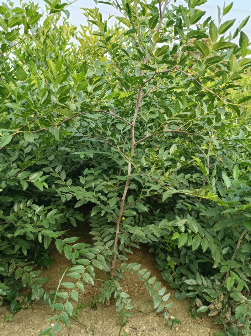 短枝酸枣苗基地短枝一号酸枣树苗