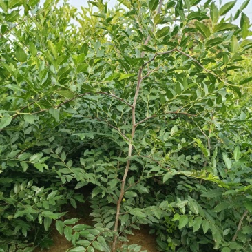 短枝酸枣苗基地短枝一号酸枣树苗