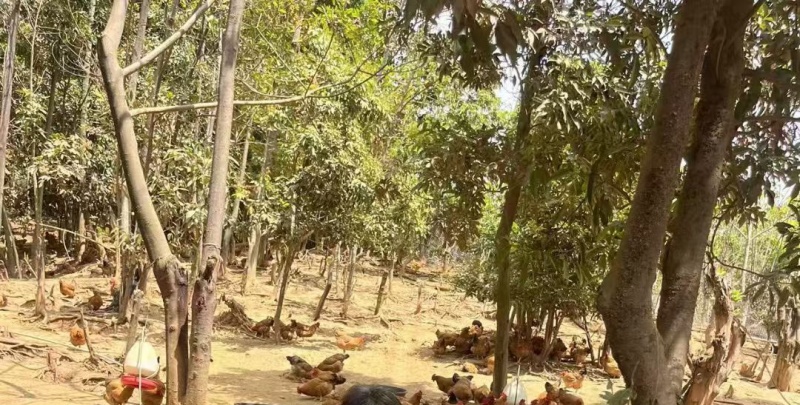 大山里面的走山土鸡，常年有货，大量现货，走山土鸡品质有保
