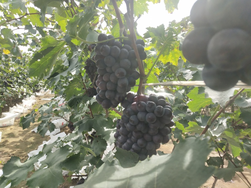 锦州京亚葡萄已到成熟期7千斤左右