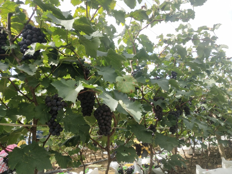 锦州京亚葡萄已到成熟期7千斤左右