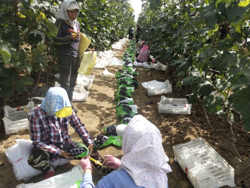 锦州京亚葡萄已到成熟期7千斤左右