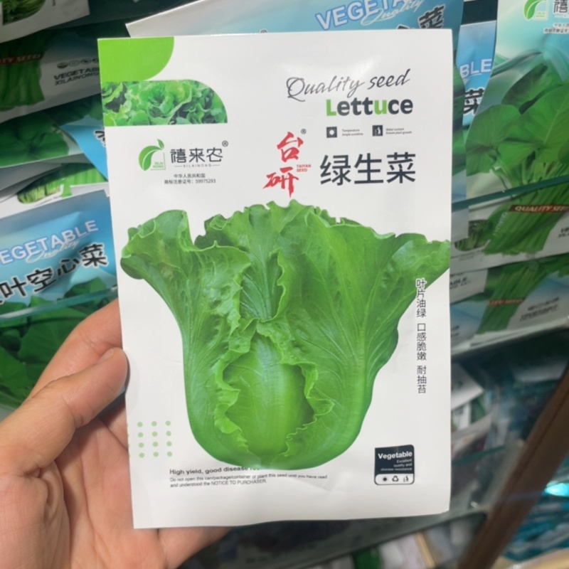 绿生菜种子早熟半结球叶质脆嫩口感甜脆南北方均可栽