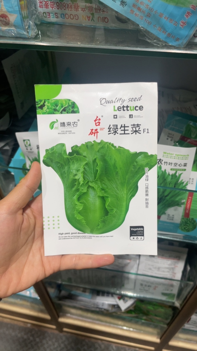绿生菜种子早熟半结球叶质脆嫩口感甜脆南北方均可栽