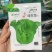 绿生菜种子早熟半结球叶质脆嫩口感甜脆南北方均可栽