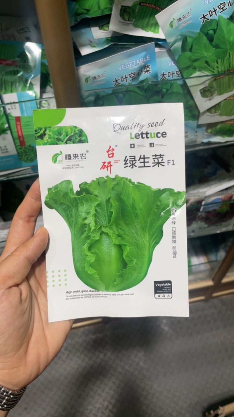 绿生菜种子早熟半结球叶质脆嫩口感甜脆南北方均可栽