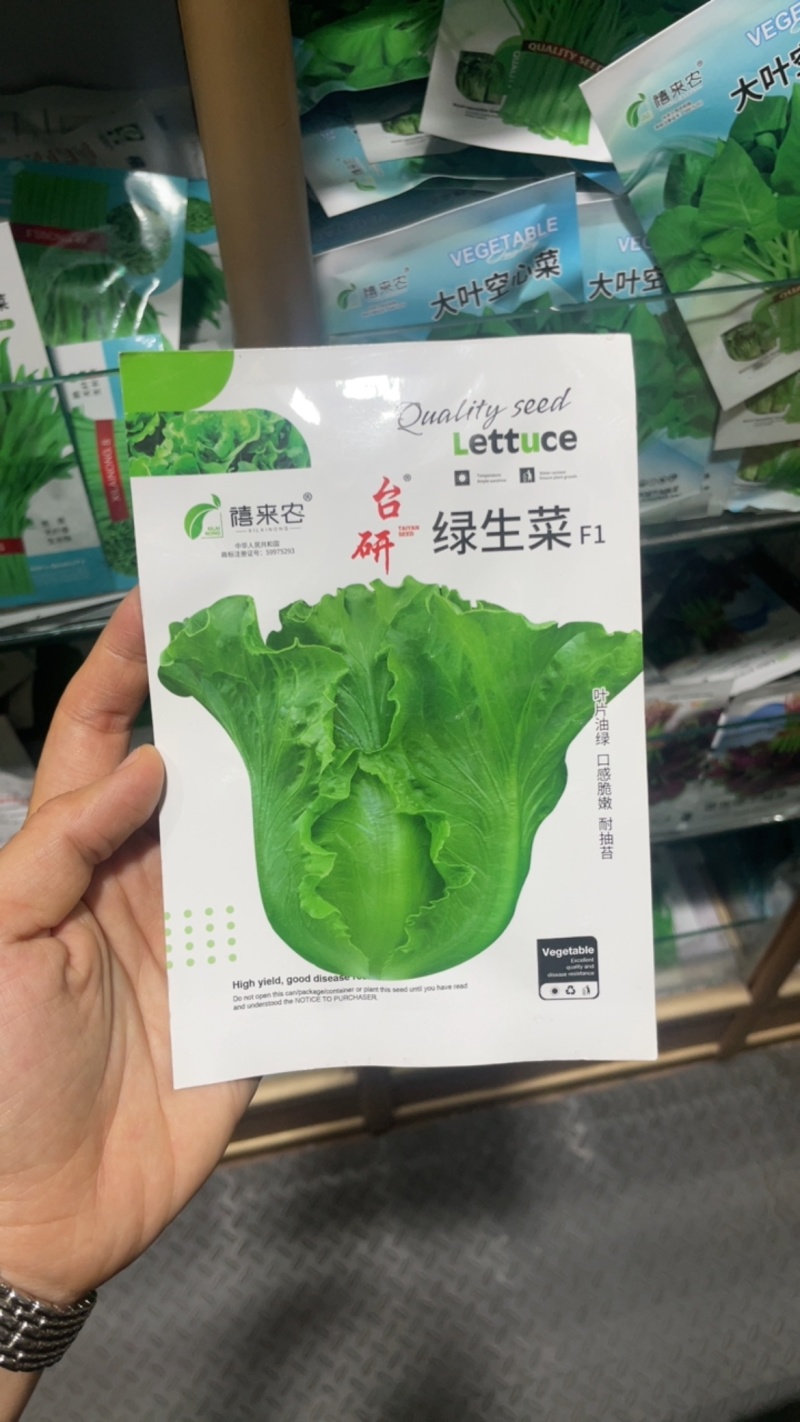 绿生菜种子早熟半结球叶质脆嫩口感甜脆南北方均可栽