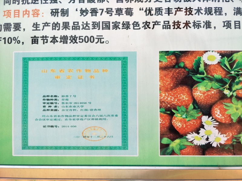妙香七号草莓苗，抗病亩产五千斤香甜味美