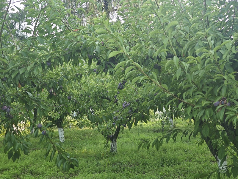 重庆八月脆红李
