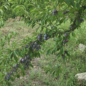 重庆八月脆红李