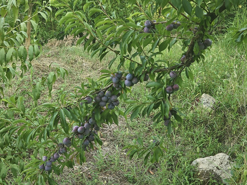 重庆八月脆红李