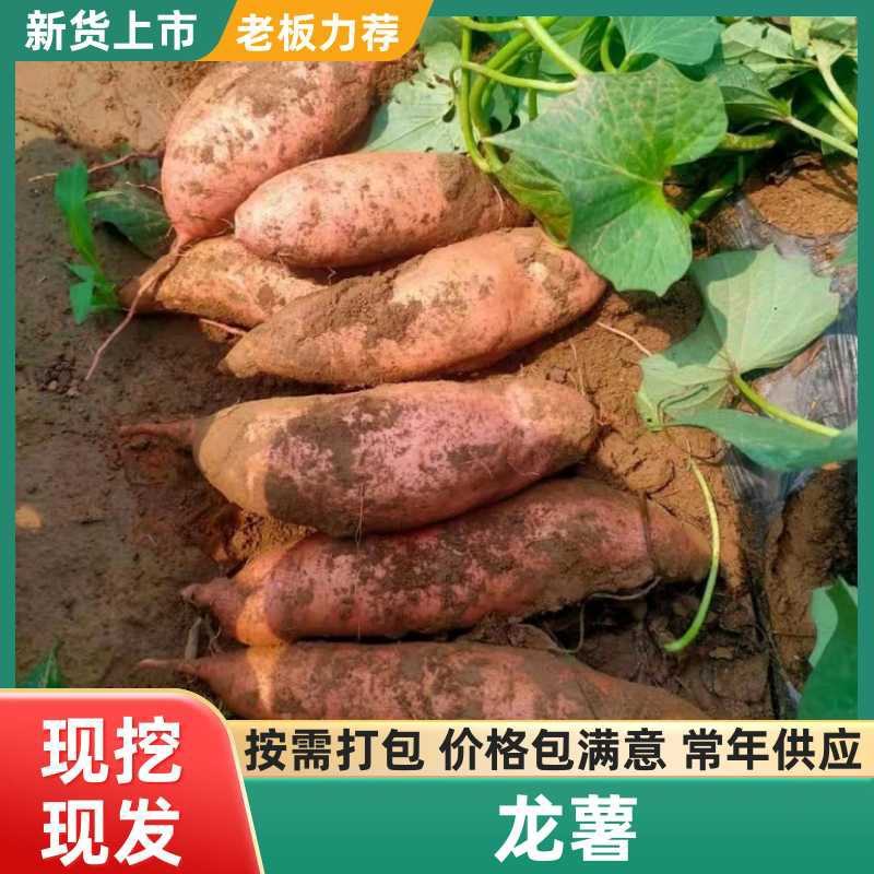 精品【龙薯九号】大量上市.条形好.产地直发.代发全国。