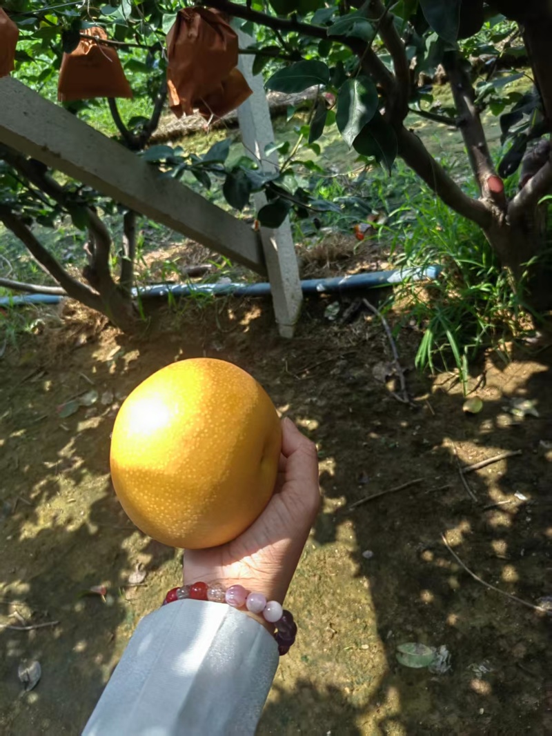 梨/秋月梨/广西百色靖西市秋月梨种植基地大量上货对接全国