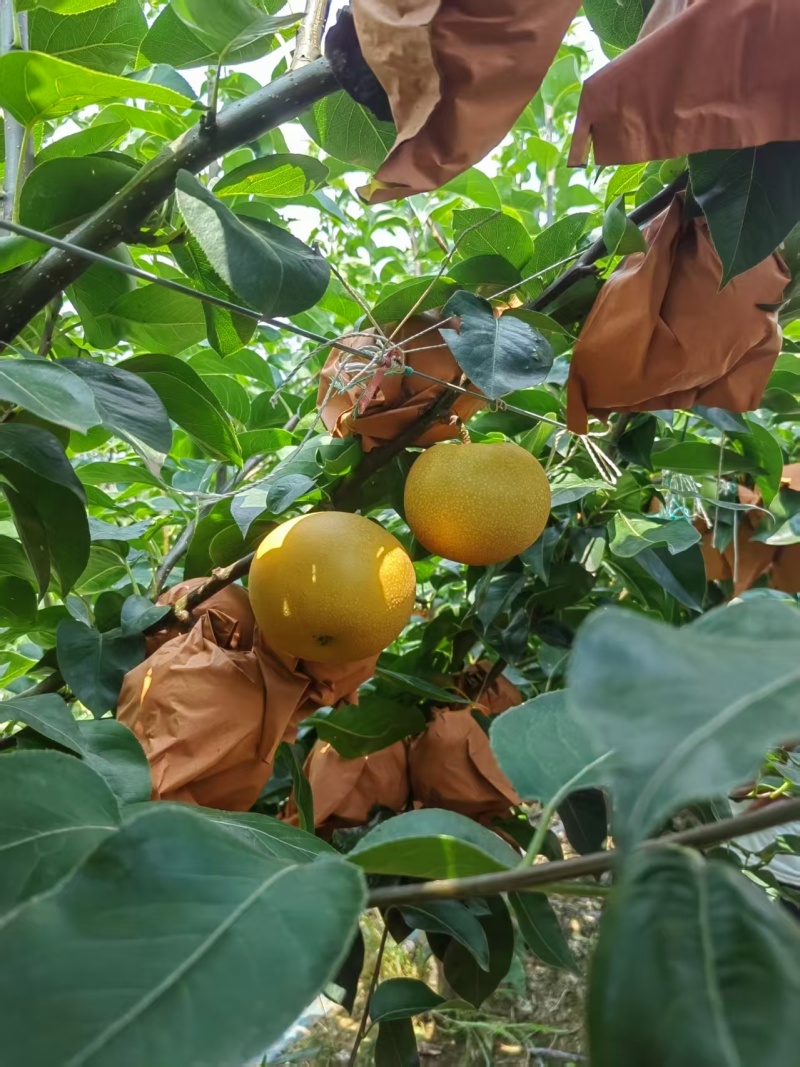 梨/秋月梨/广西百色靖西市秋月梨种植基地大量上货对接全国